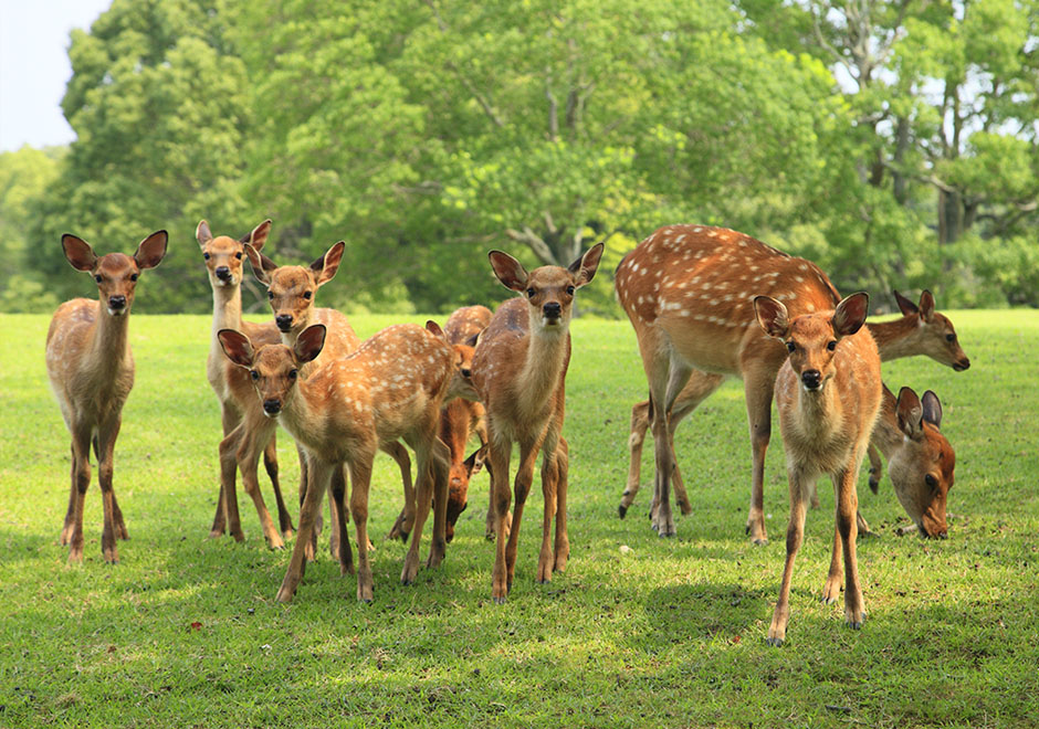 奈良公園